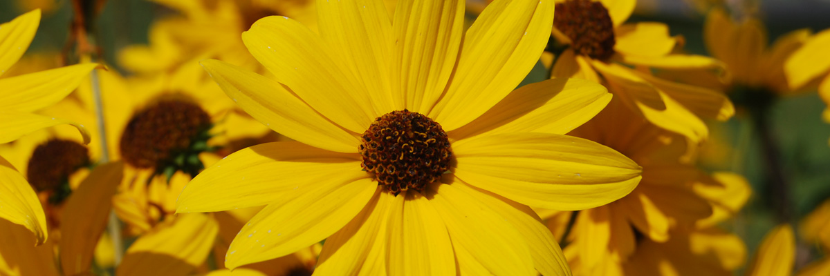 swamp sunflower (credit: Rebecca Perry)
